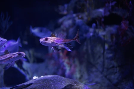 Aquatic Serenity