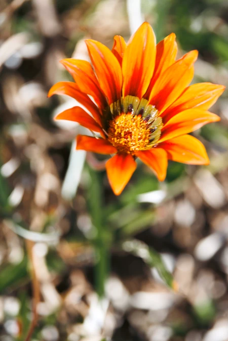 Vibrant Orange Flower