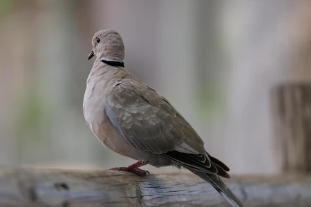 Dove Perched on Wooden Rail