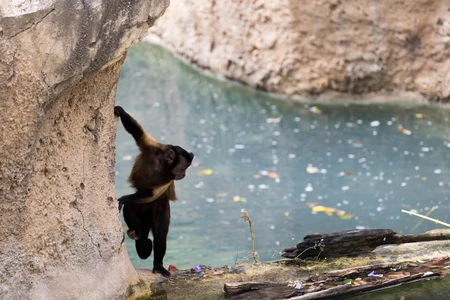 Playful Monkey by the Water