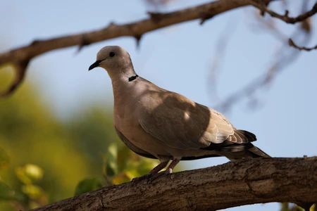 Dove on a Branch