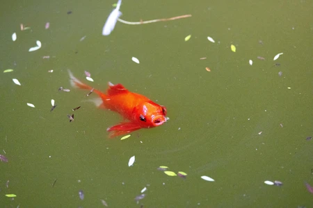 Floating Goldfish in Pond