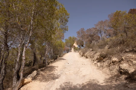 Secluded Forest Pathway