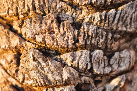Textured Tree Bark Close-up