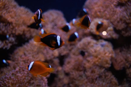 Clownfish Among Corals