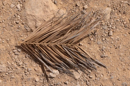 Dried Palm Leaf on Ground