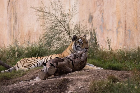 Resting Tiger in Grass