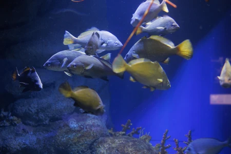 Aquatic Life Display