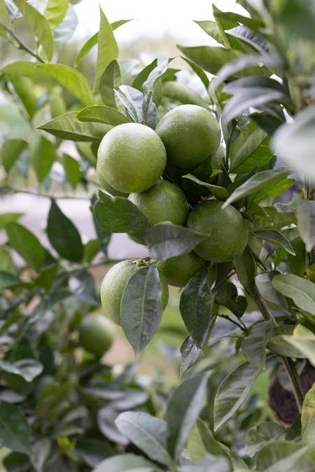 Green Oranges on Branch