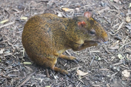 Resting Rodent
