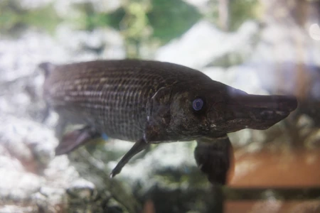 Alligator Gar in Aquarium