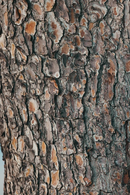 Tree Bark Texture