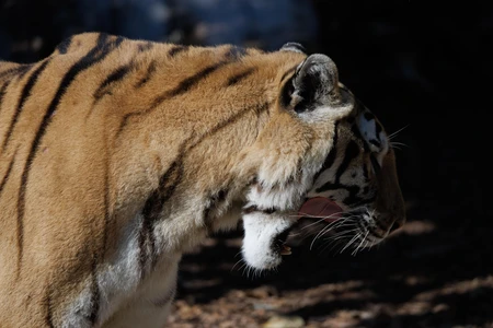 Majestic Tiger in Profile