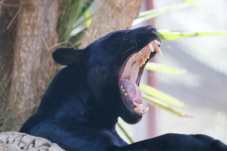 Yawning Panther