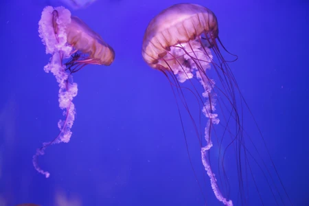Elegant Jellyfish in Ocean Blue