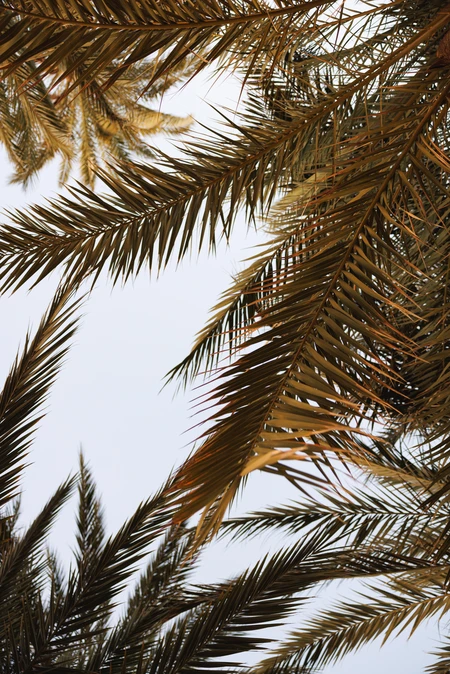 Palm Fronds Against the Sky
