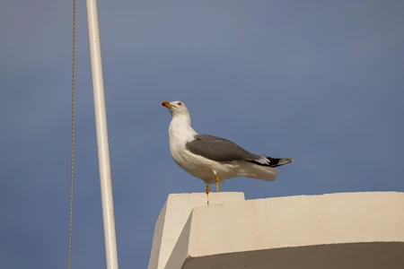 Seagull on Rooftop