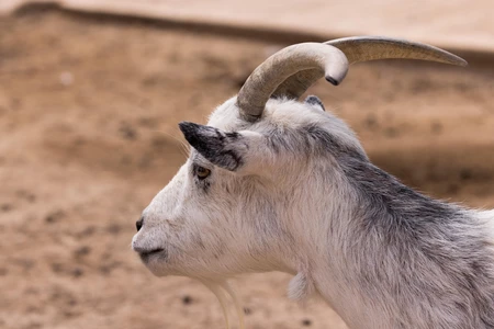 Side Profile of a Goat