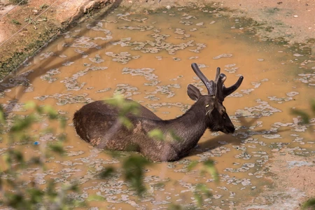 Deer Cooling in Muddy Waters