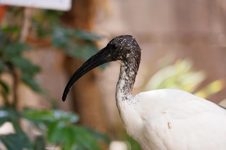 Close-up of an Ibis