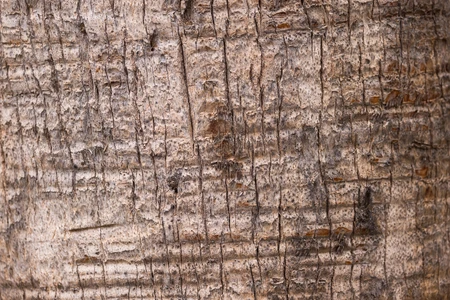 Textured Bark Close-Up