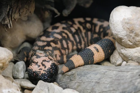 Gila Monster in Its Habitat