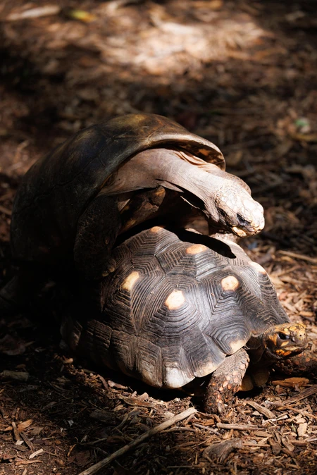 Tortoises in Nature