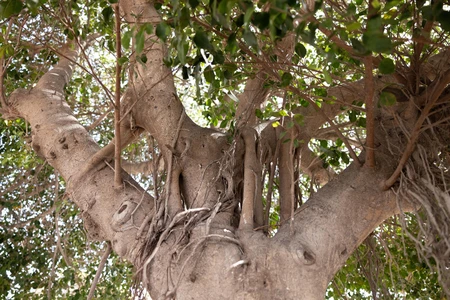 Majestic Tree Canopy