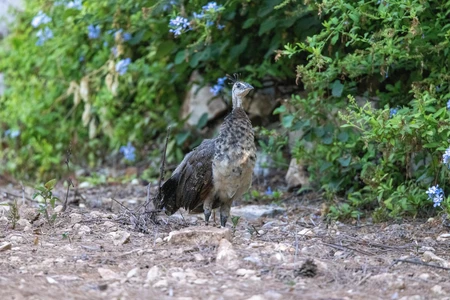 Peahen in Natural Habitat