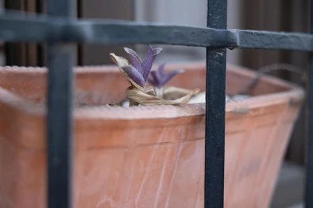 Potted Plant Behind Bars