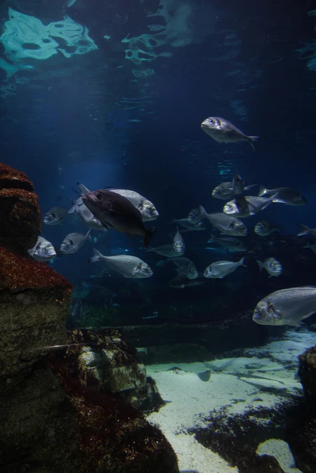 Underwater Serenity