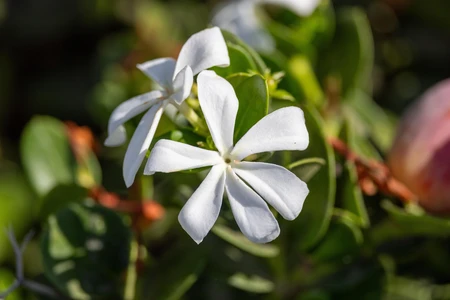 White Flower in Greenery