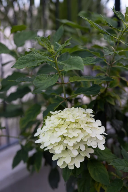 White Hydrangea Bloom