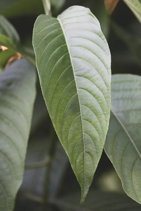 Close-Up of a Leaf