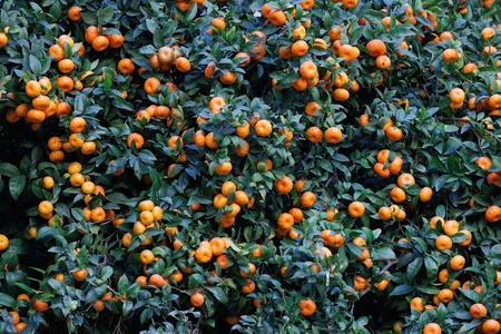 Ripe Orange Grove