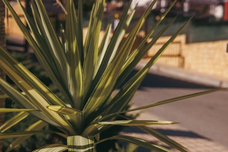 Close-up of a Spiky Plant
