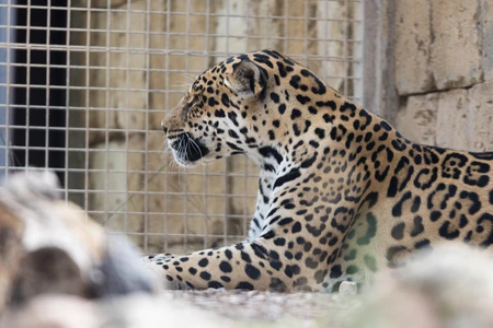 Jaguar Resting in Enclosure