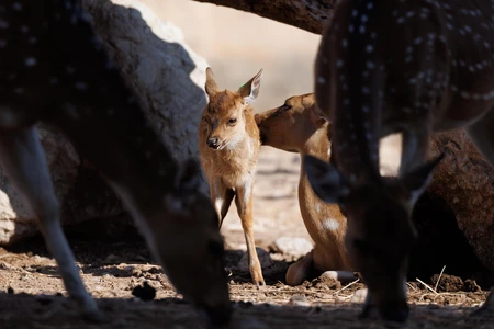 Tender Moments in the Wild