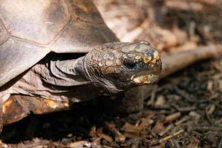 Close-Up of a Tortoise