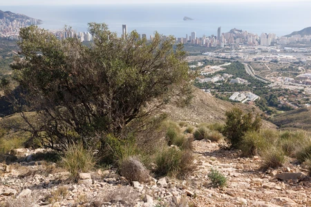 Hillside View of Coastal City