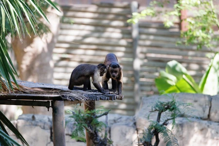 Playful Monkeys in Nature