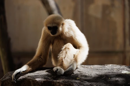 Solitary Primate