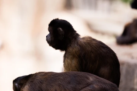 Contemplative Monkey