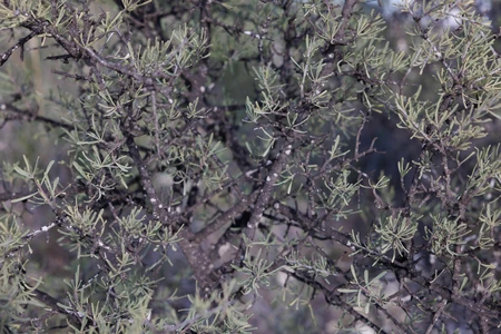 Dense Bush with Thin Branches