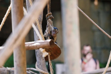 Playful Monkey on Rope