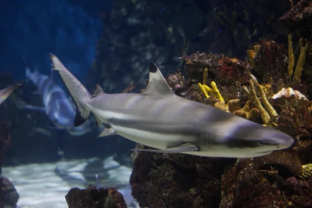Shark in the Reef
