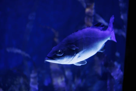 Underwater Fish in Aquarium