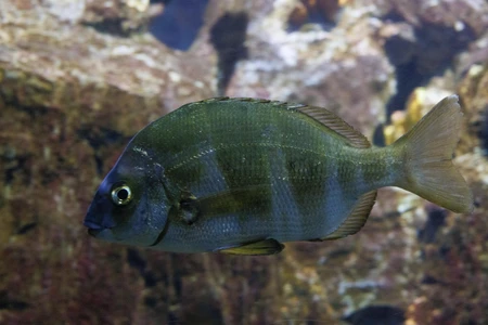 Underwater Fish in Aquarium