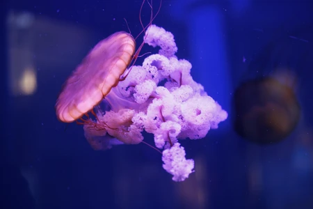 Jellyfish in the Ocean