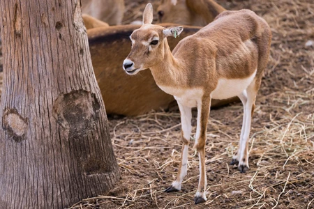 Young Antelope Near Tree